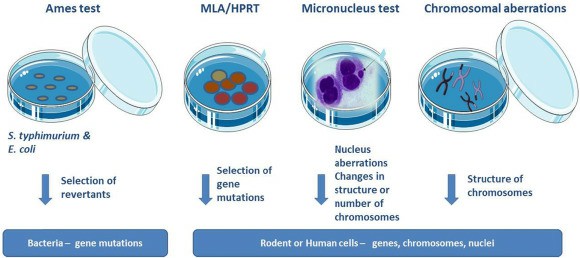  Common In-Vitro Genotoxicity Tests 