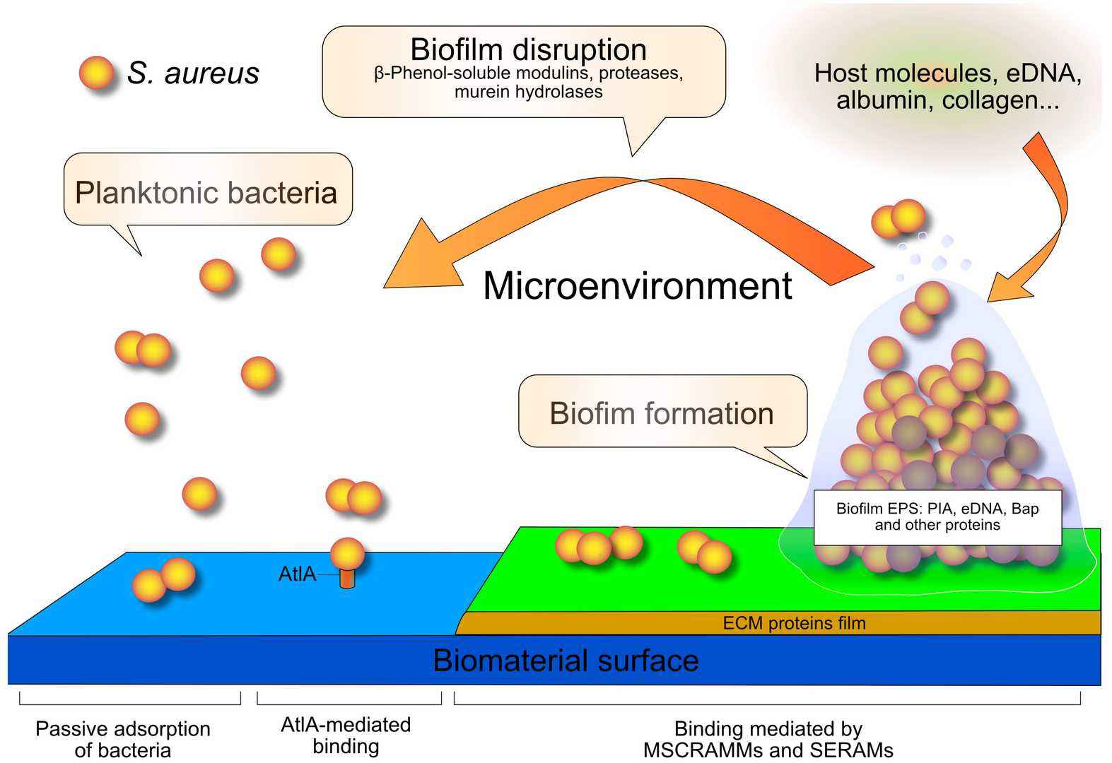 Biofilm formation on an orthopedic implant